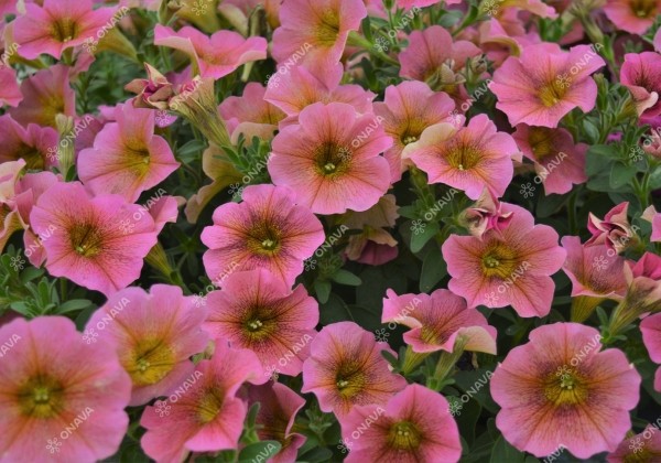 Petunia calibrachoa BeautiCal Sunray Pink