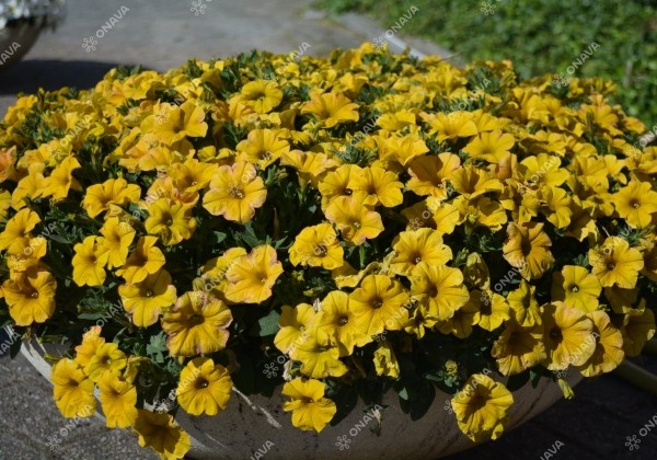 Petunia calibrachoa BeautiCal Yellow Sun