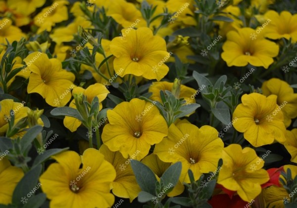 Petunia calibrachoa BeautiCal Yellow Sun