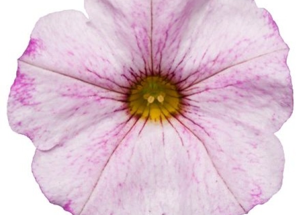 Petunia calibrachoa Supercal Blushing Pink
