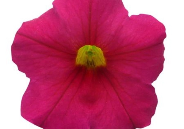 Petunia calibrachoa Supercal Cherry Impr.