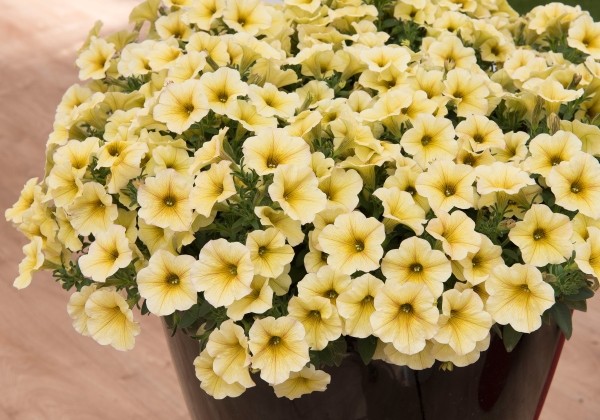 Petunia calibrachoa Supercal Light Yellow