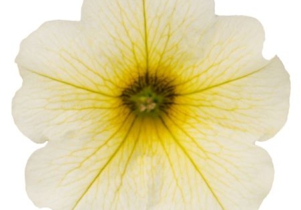Petunia calibrachoa Supercal Light Yellow