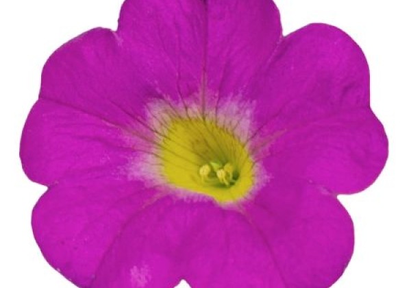 Petunia calibrachoa Supercal Pink