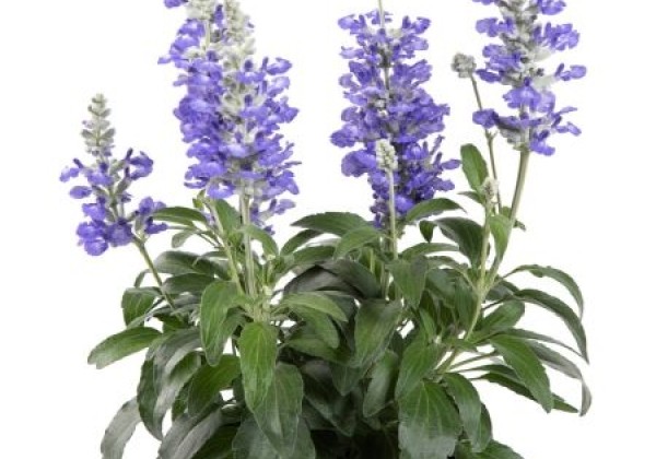Salvia Salti Bicolor Blue (XXL)