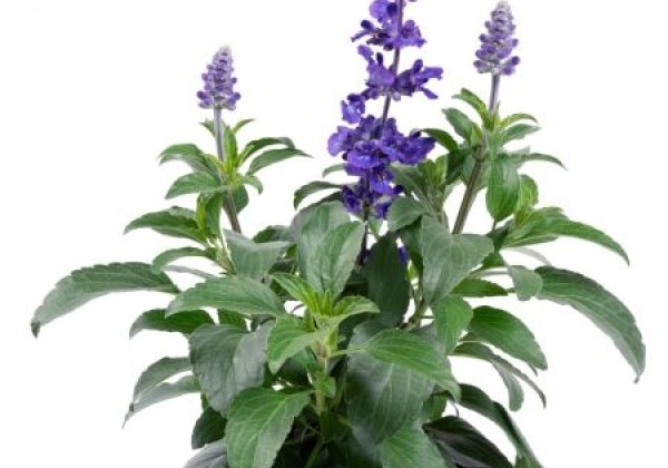 Salvia Salti Blue (XXL)