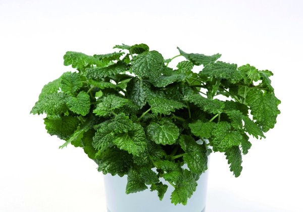 Melissa officinalis Lemon Balm