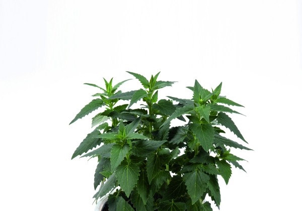 Agastache meicana Mexican hyssop (XXL)