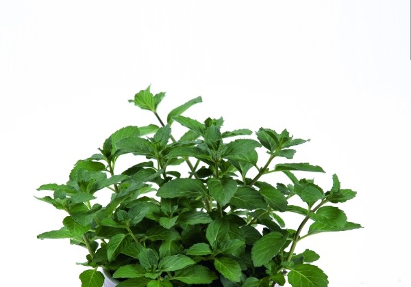 Mentha spicata Spearmint