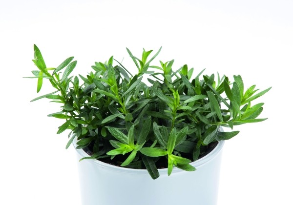 Artemisia dracunculus Tarragon