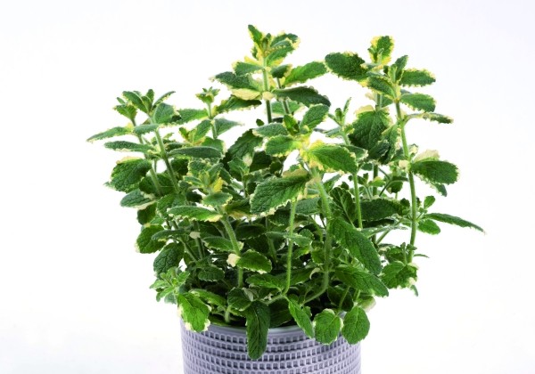 Mentha suaveolens Pineapple Mint (XXL)