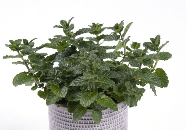 Mentha spicata Hugo Mint