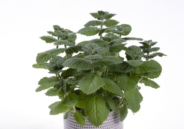 Mentha suaveolens Apple Mint (XXL)