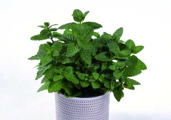 Mentha spicata Maroccan Mint (XXL)
