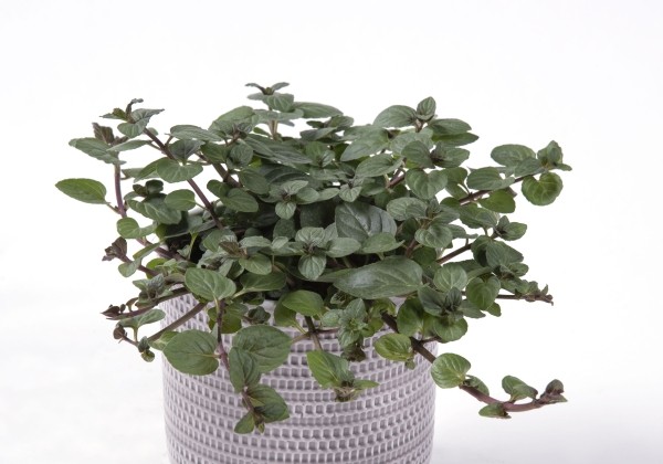 Mentha  piperita f. citrata After Eight (XXL)