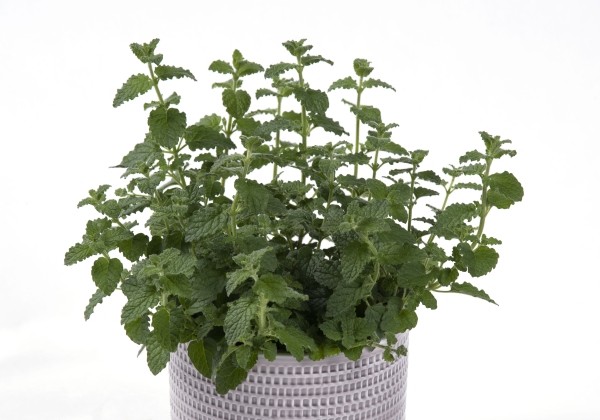 Mentha species Strawberry mint (XXL)
