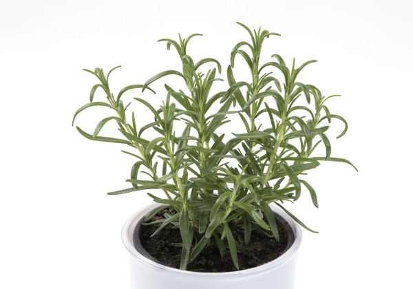 Rosmarinus officinalis Maresme Impr. (XXL)