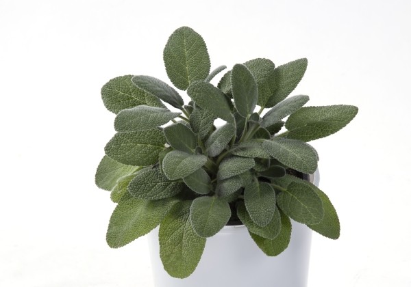 Salvia officinalis Berggarten Blau (XXL)