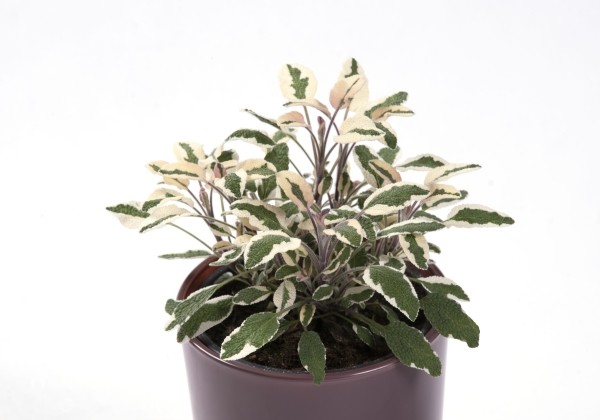 Salvia officinalis Tricolor (XXL)