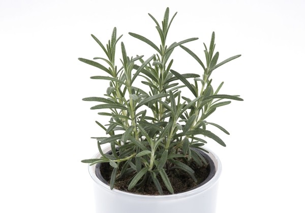 Rosmarinus officinalis Hardy Rosmary (XXL)