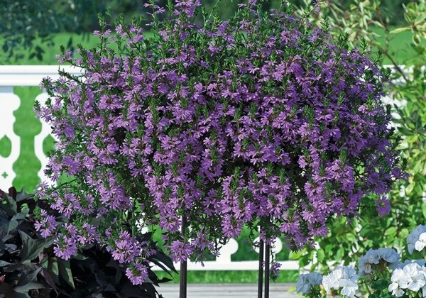 Scaevola aemula Scalora Saphira