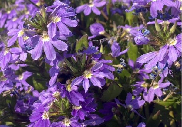 Scaevola aemula Ventia Patio Purple