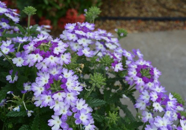 Verbena hybrida Hurricane Blue