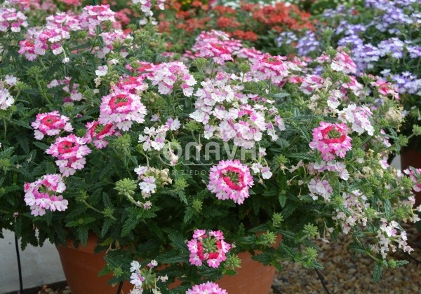 Verbena hybrida Hurricane Pink