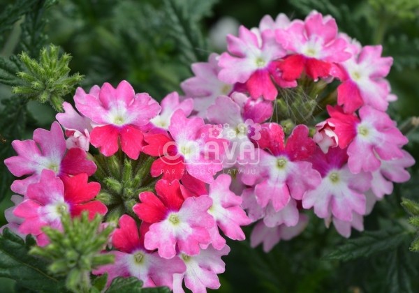 Verbena hybrida Hurricane Pink
