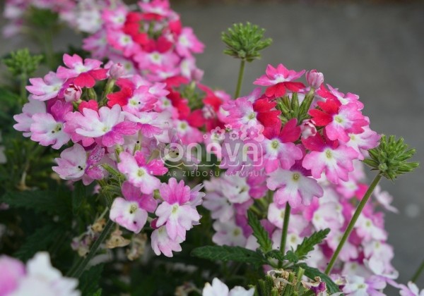 Verbena hybrida Hurricane Pink