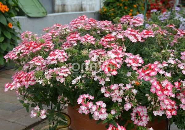 Verbena hybrida Hurricane Red