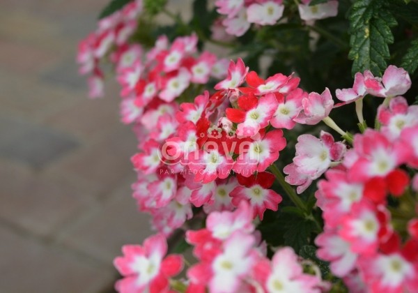 Verbena hybrida Hurricane Red