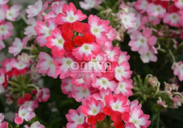 Verbena hybrida Hurricane Red