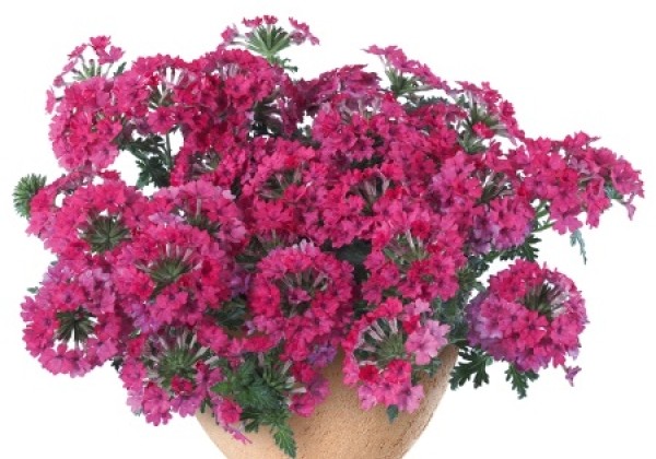 Verbena hybrida Vera Rose (XXL)