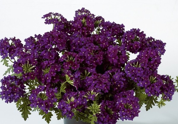 Verbena hybrida Vera Purple