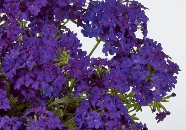 Verbena hybrida Vera Deep Blue