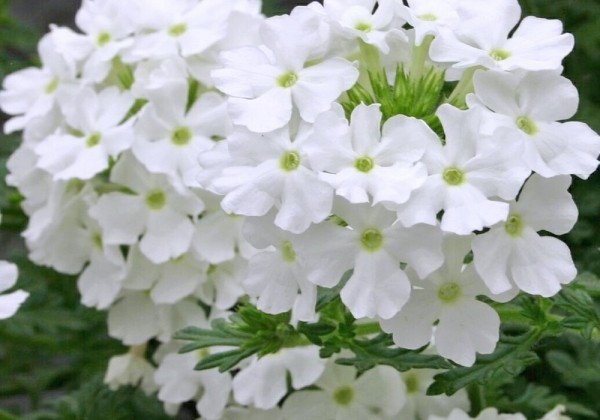 Verbena hybrida Vera White Impr.