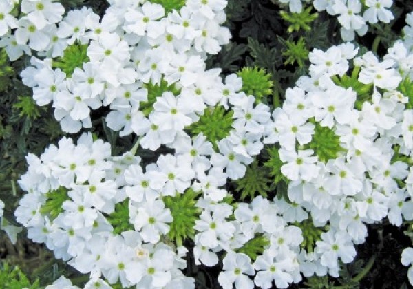 Verbena hybrida Vera White Impr.