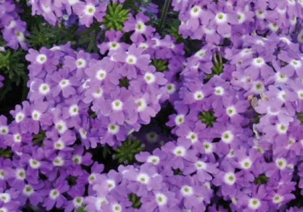 Verbena hybrida Vera Lavender impr.