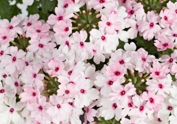 Verbena hybrida Vera Pink Eye