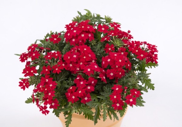 Verbena hybrida Vera Scarlet Eye (XXL)