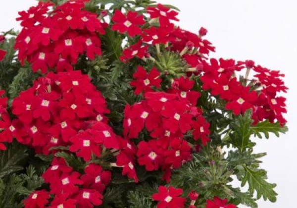 Verbena hybrida Vera Scarlet Eye (XXL)