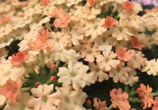 Verbena hybrida Vera Apricot