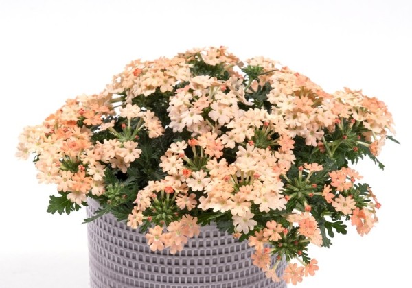 Verbena hybrida Vera Apricot