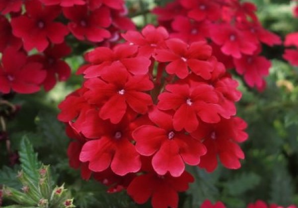 Verbena hybrida Vera Dark Red