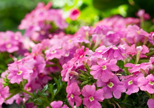 Verbena hybrida Vera Pink