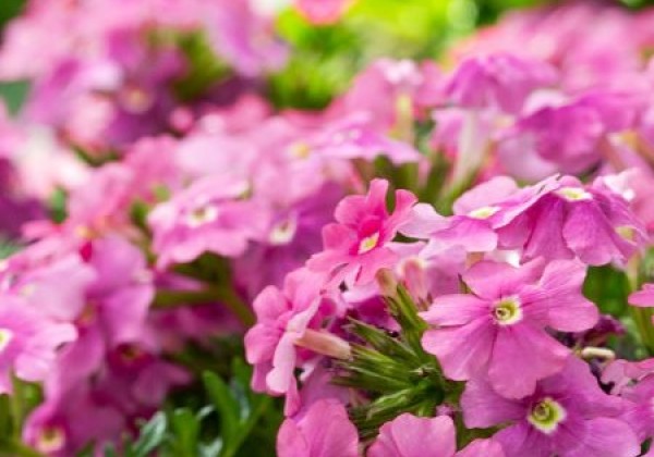 Verbena hybrida Vera Pink