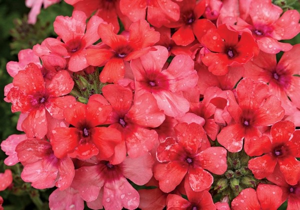 Verbena hybrida Estrella Lobsterfest