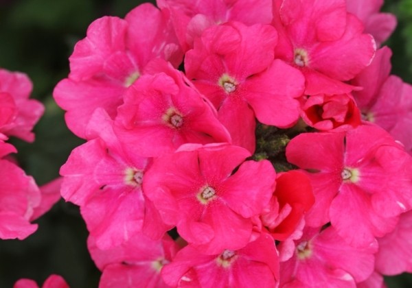Verbena hybrida Estrella Pink