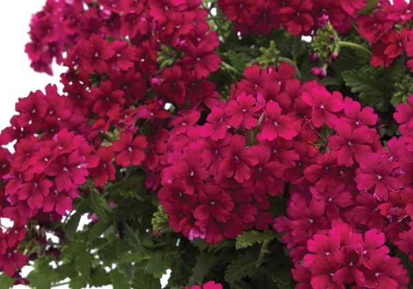 Verbena hybrida Estrella Merlot Improved